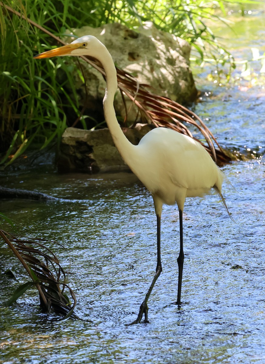 Great Egret - Bob Sicolo