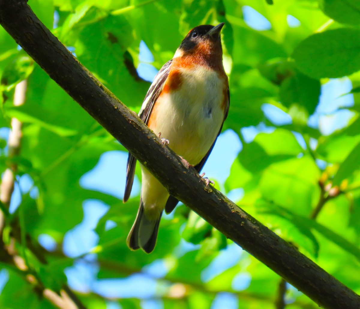 Bay-breasted Warbler - Pat Sterbling