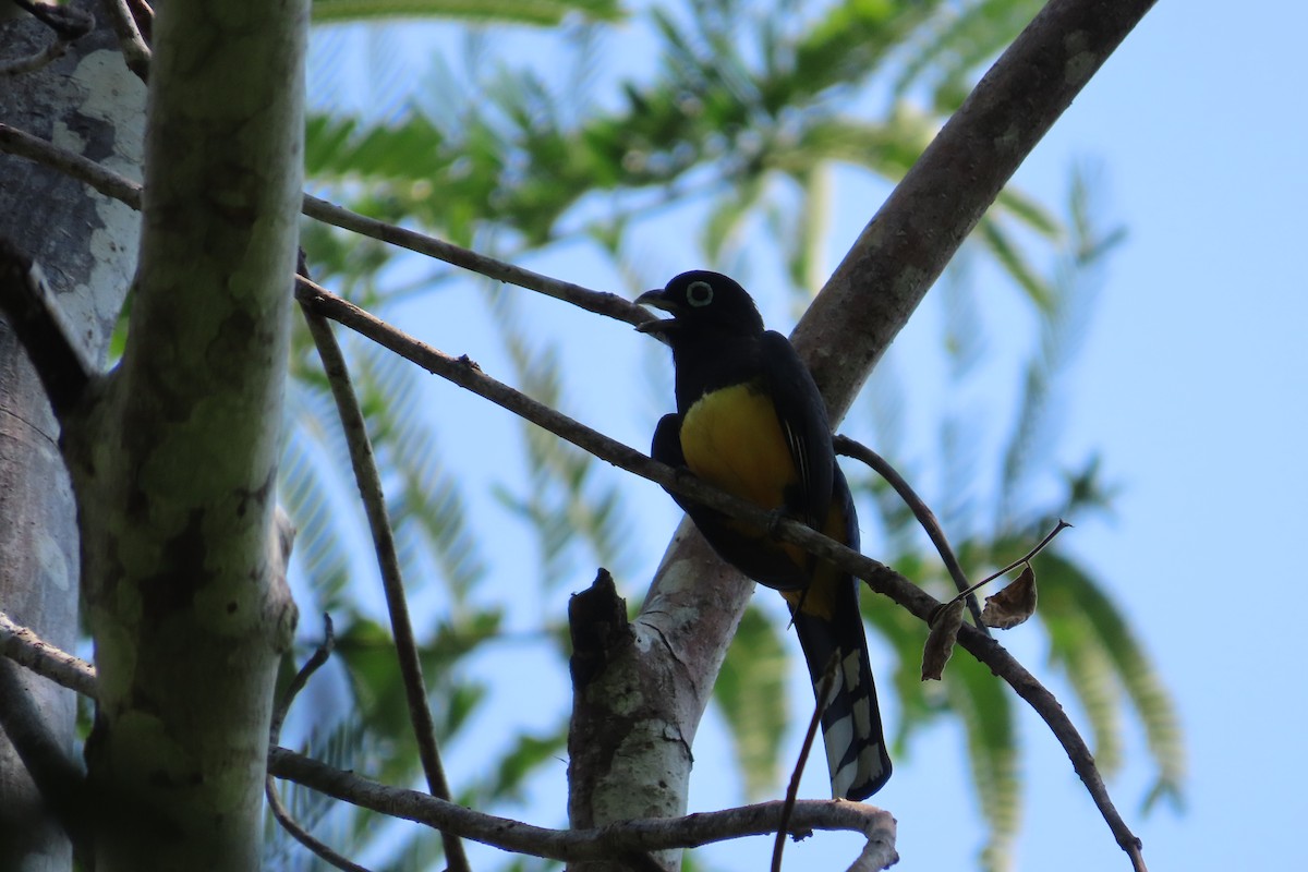 Black-headed Trogon - David Brinkman