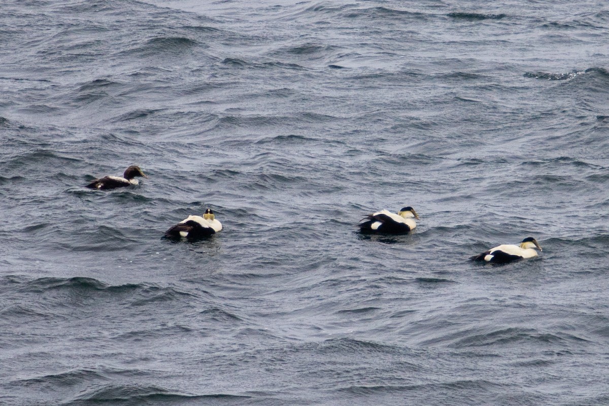 Common Eider - Carly Philpott