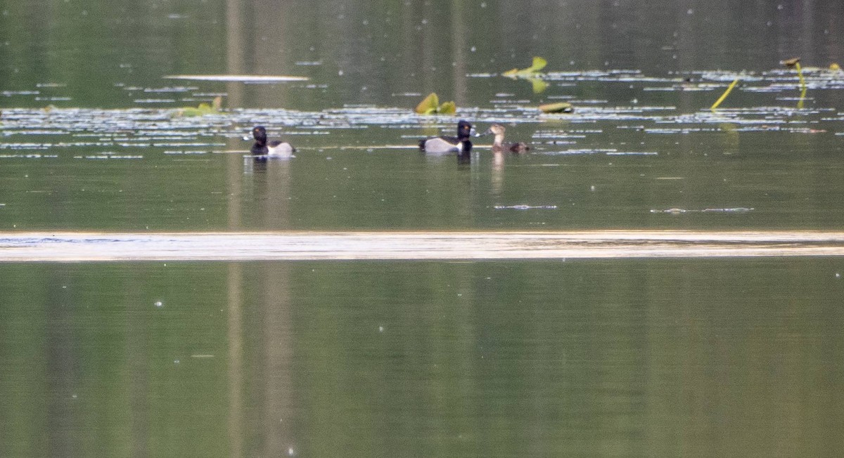 Ring-necked Duck - ML619509374