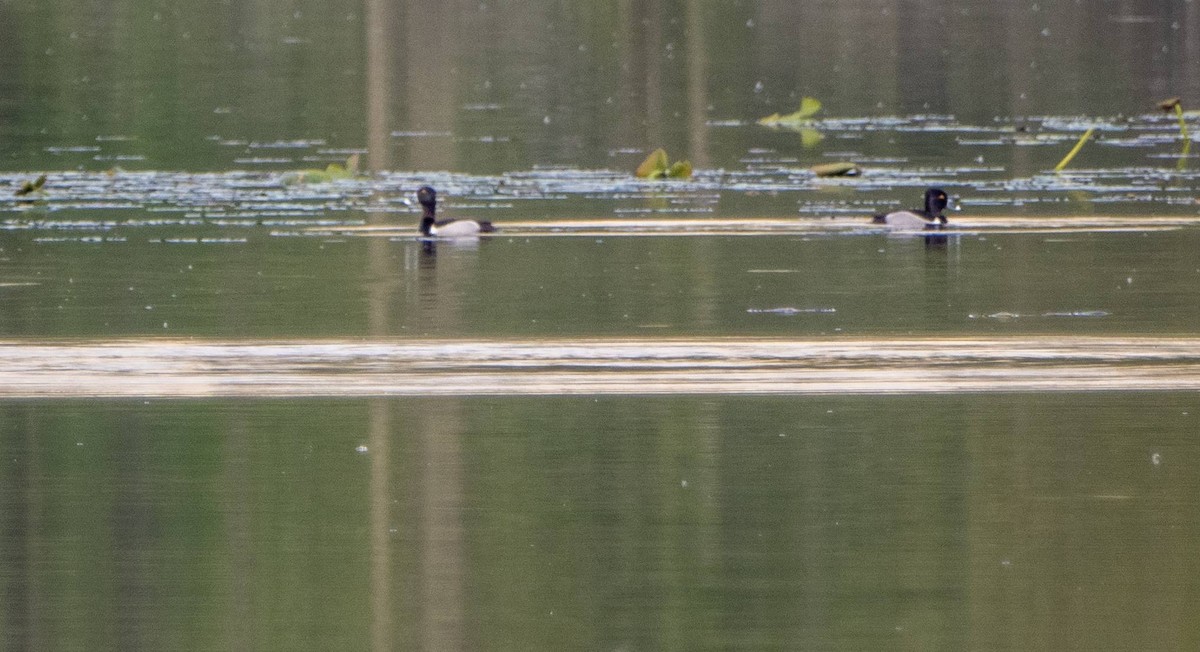 Ring-necked Duck - ML619509375