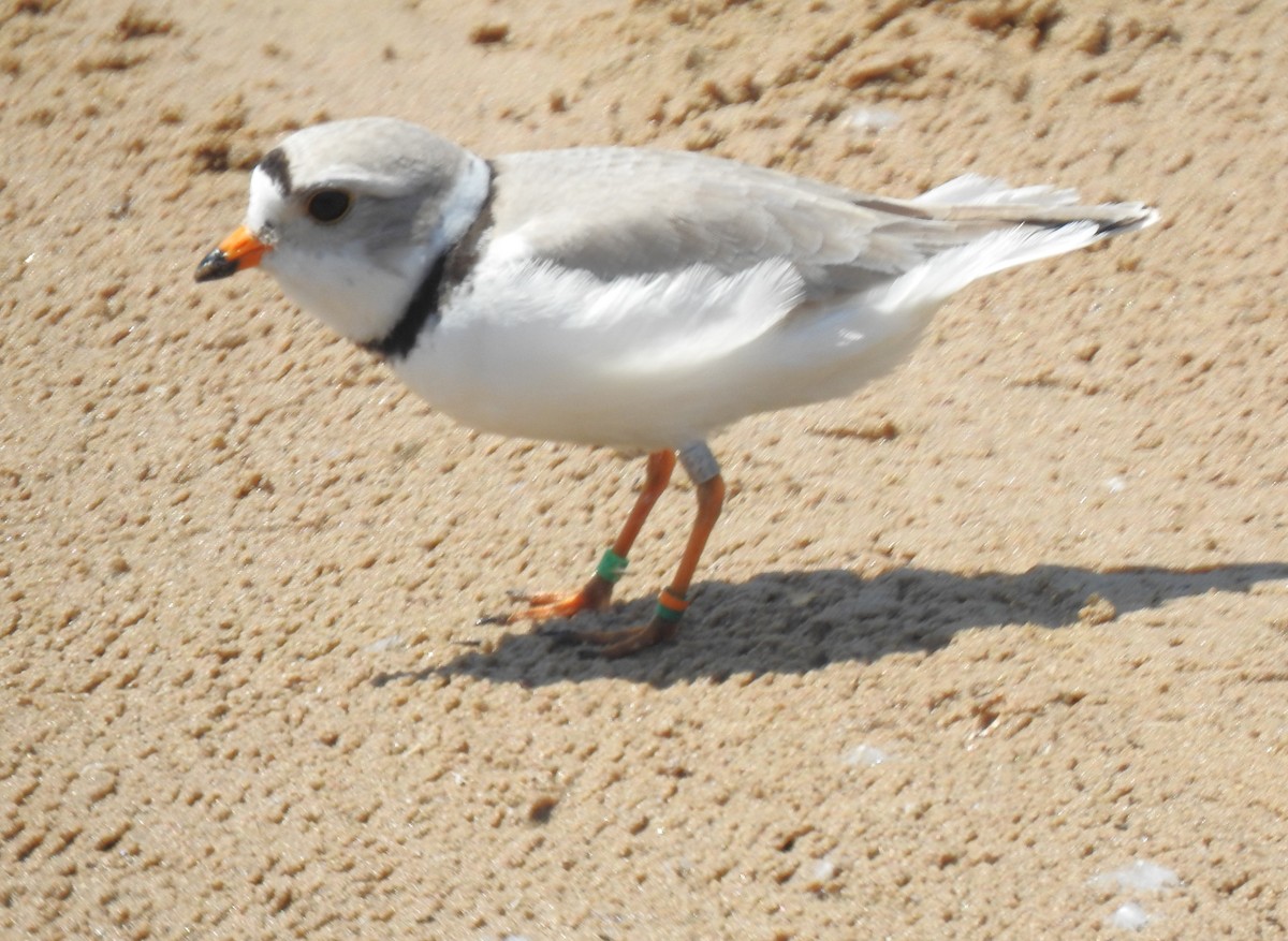 Piping Plover - Janet Pellegrini