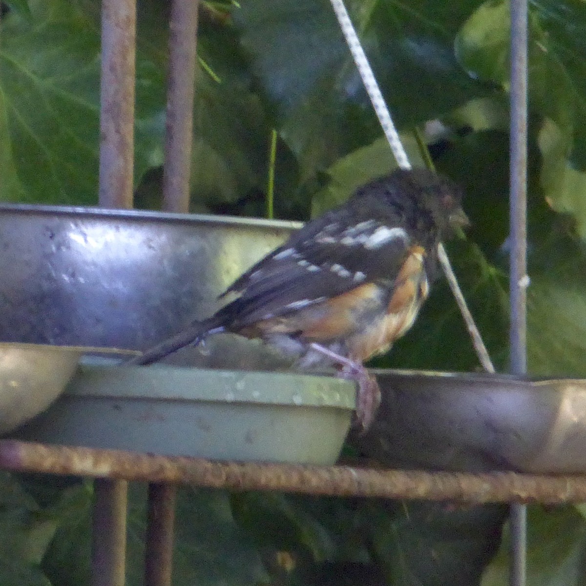 Spotted Towhee - Anonymous