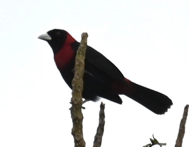 Crimson-collared Tanager - Nancy Blaze