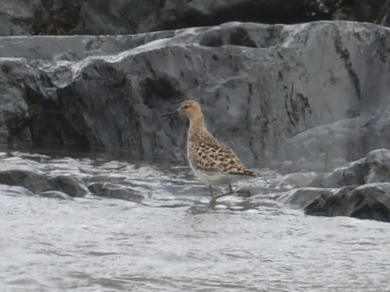 Ruff - Martin Bourbeau