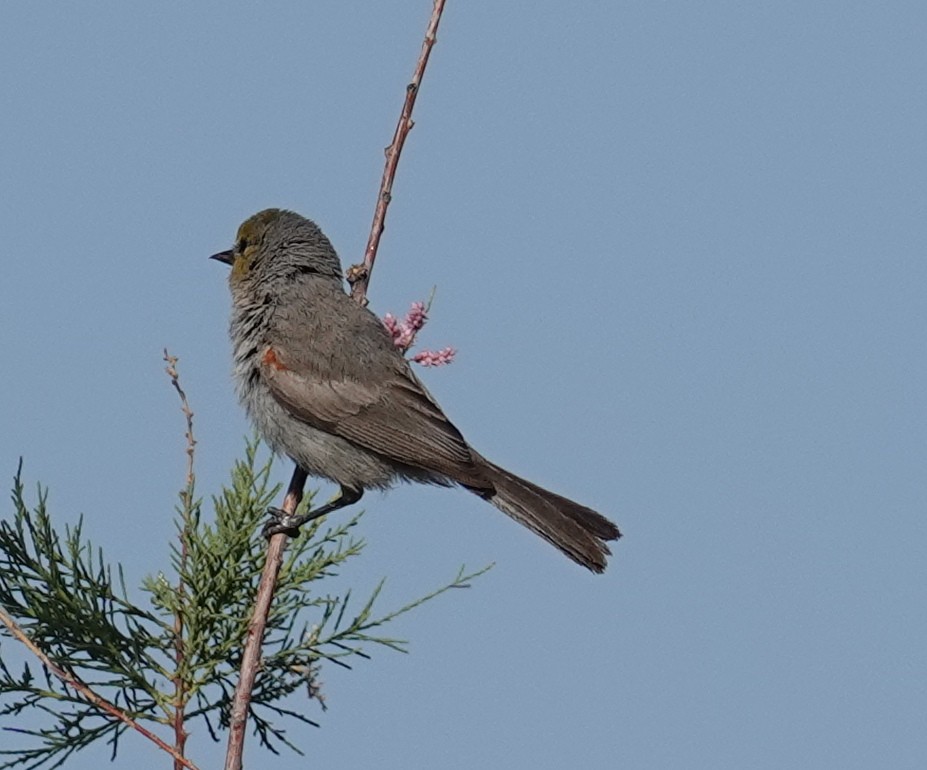 Verdin - Judy Schattner