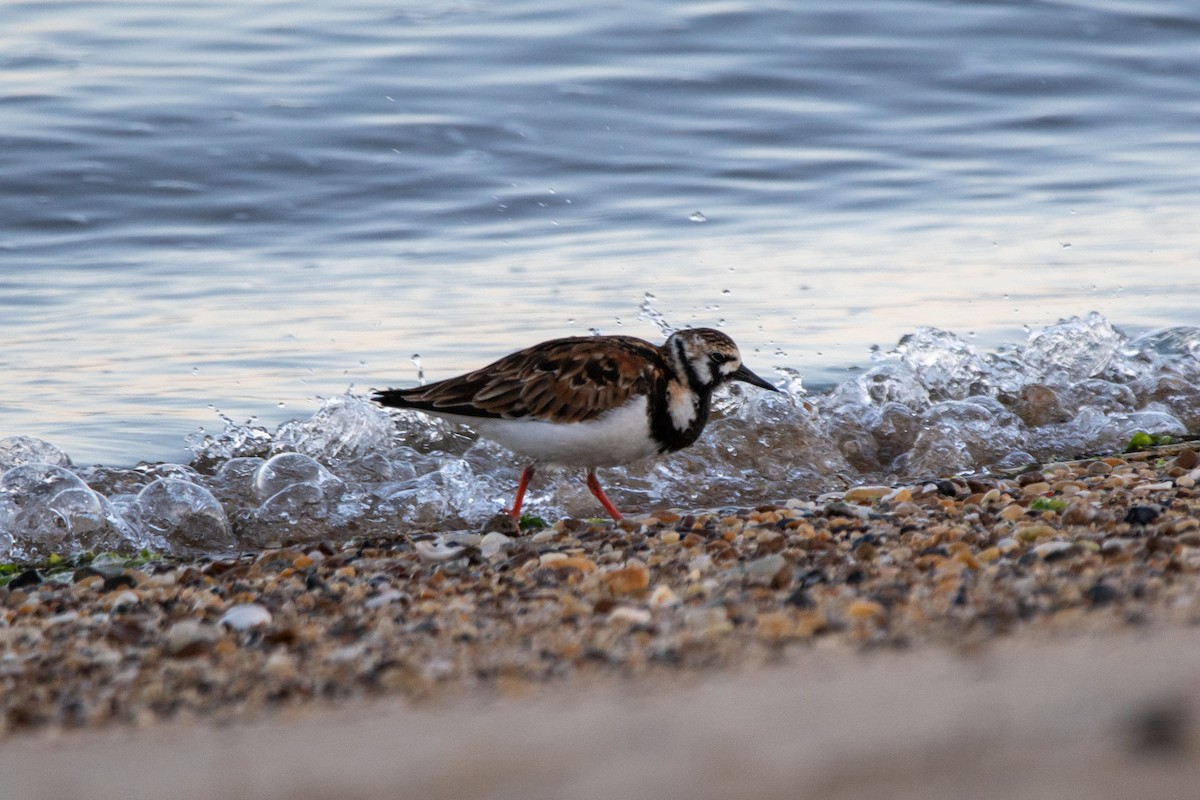 Ruddy Turnstone - Karen Hardy