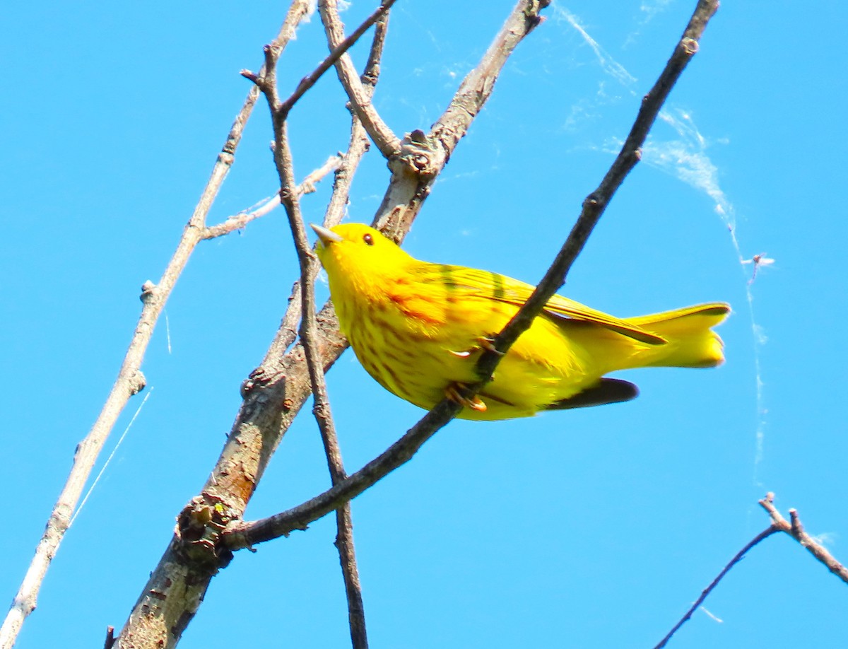 Yellow Warbler - Pat Sterbling