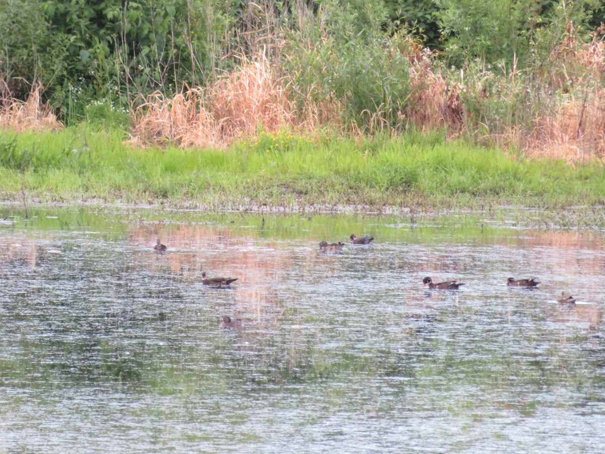 Wood Duck - ML619509388