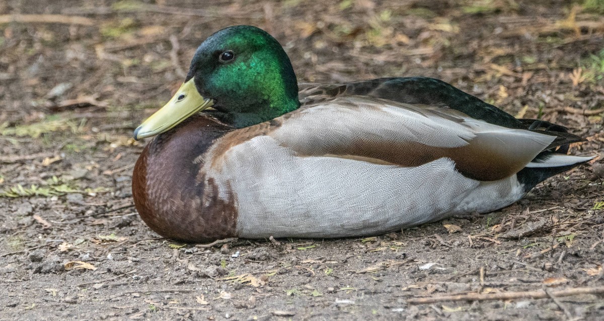 Mallard - ML619509391