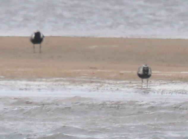 Black-bellied Plover - burton balkind