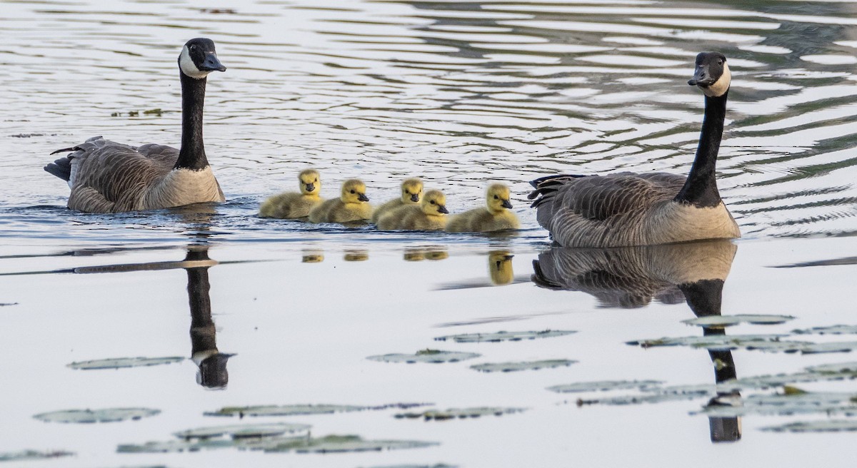 Canada Goose - Matt M.