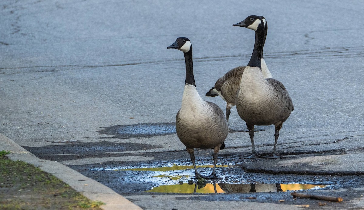 Canada Goose - Matt M.