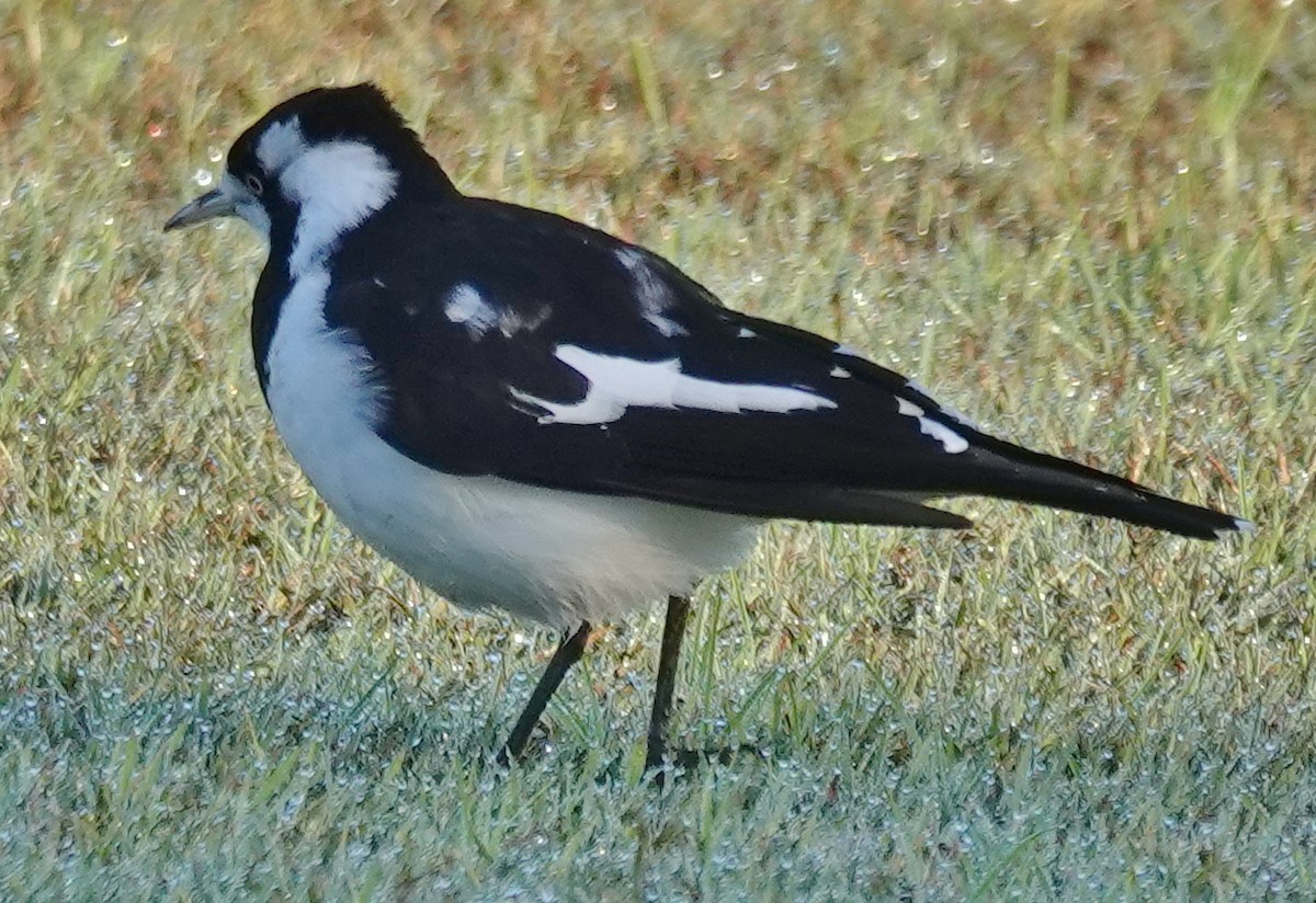 Magpie-lark - Alan Coates