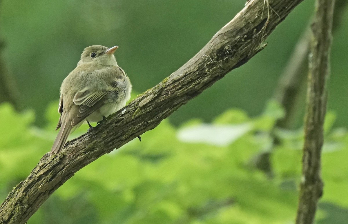 Acadian Flycatcher - John Daniel