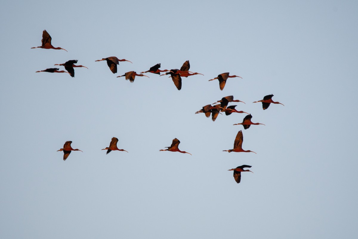 Glossy Ibis - Karen Hardy