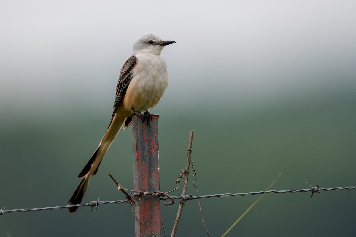 Scissor-tailed Flycatcher - Jamie Baker