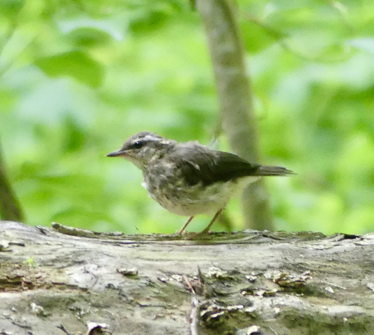 Louisiana Waterthrush - Cindy Sherwood