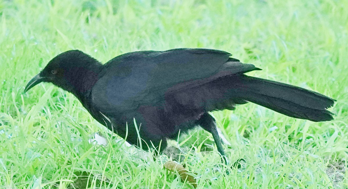 White-winged Chough - Alan Coates