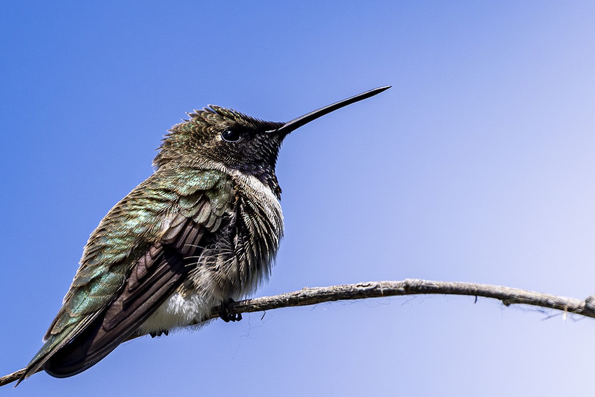 Black-chinned Hummingbird - Jef Blake