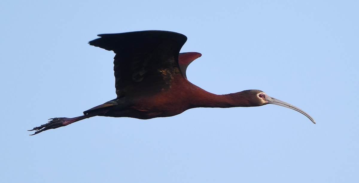 Ibis à face blanche - ML619509424