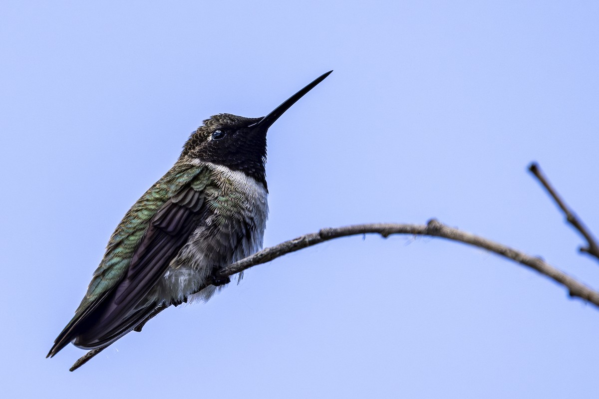 Black-chinned Hummingbird - Jef Blake