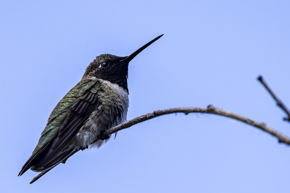 Black-chinned Hummingbird - Jef Blake