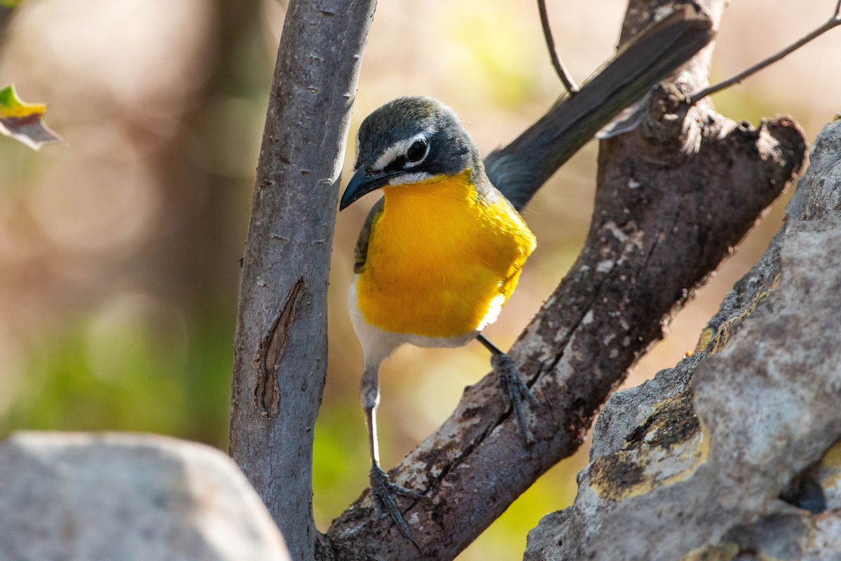 Yellow-breasted Chat - William Clark