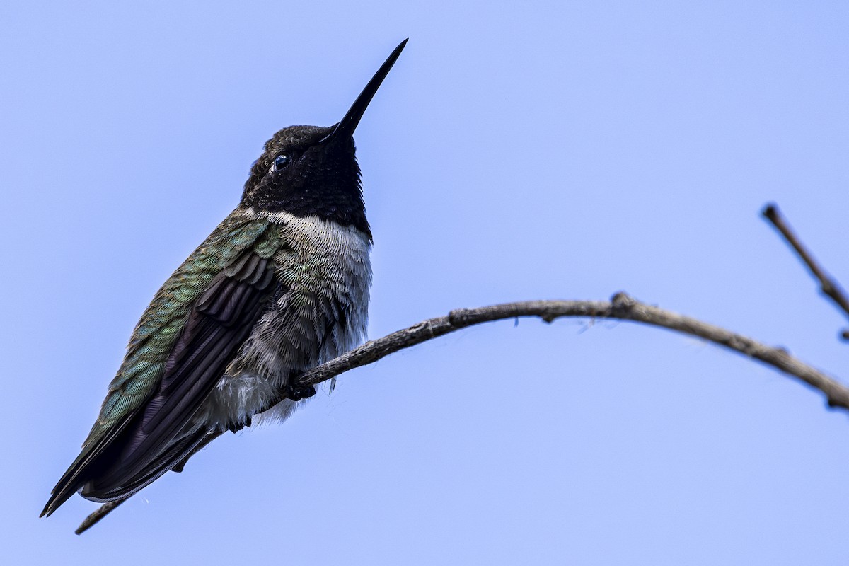 Black-chinned Hummingbird - Jef Blake