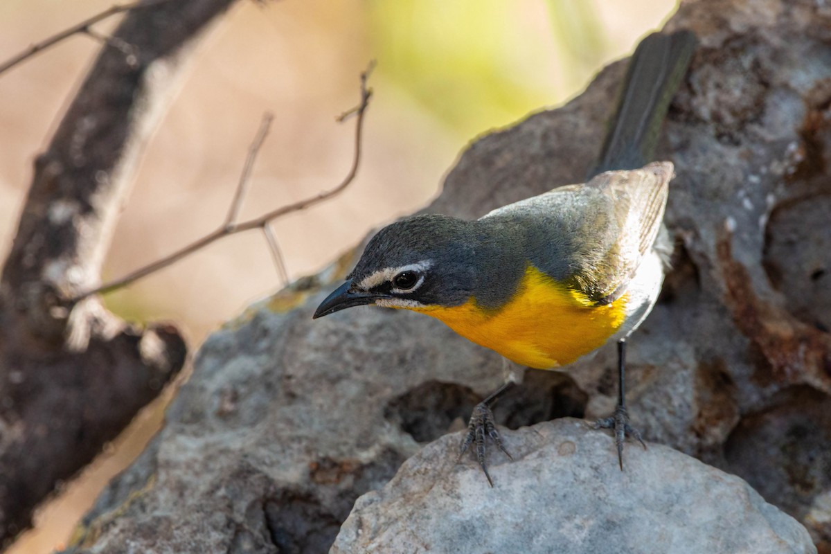 Yellow-breasted Chat - William Clark