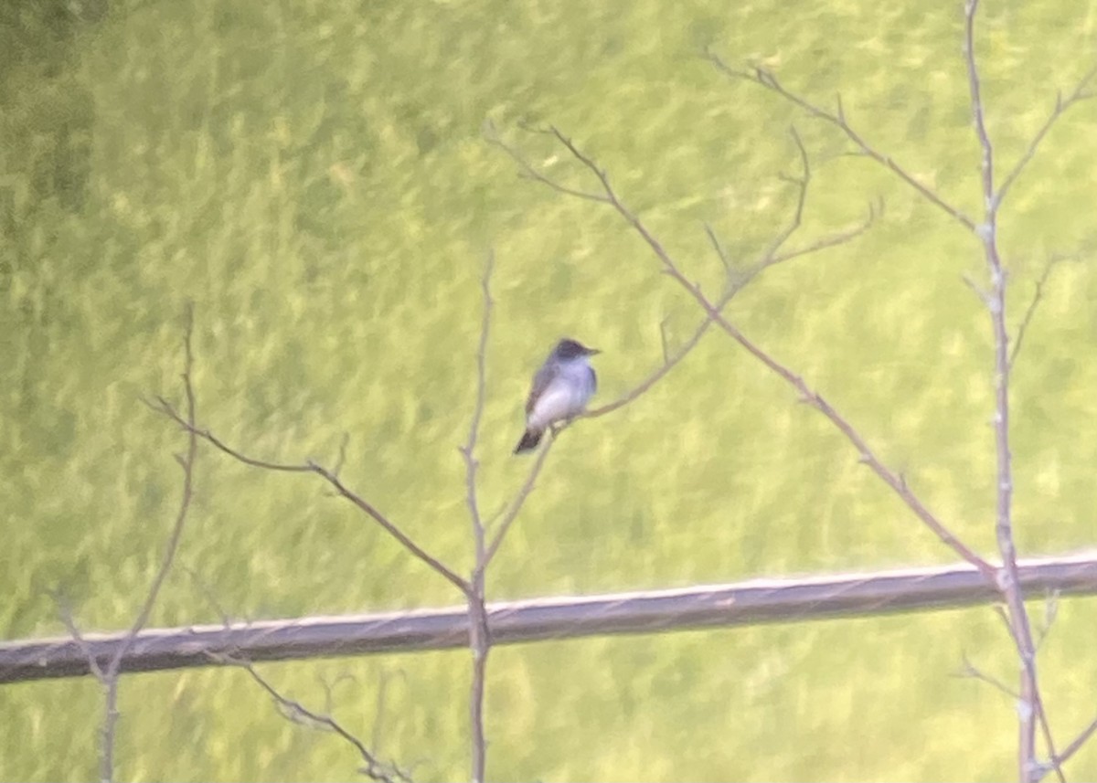 Eastern Kingbird - ML619509438