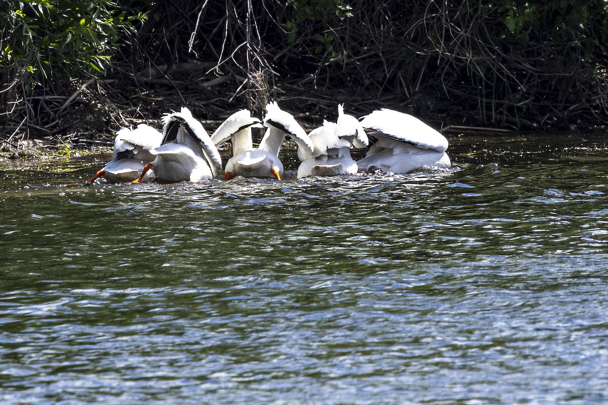 American White Pelican - Jef Blake