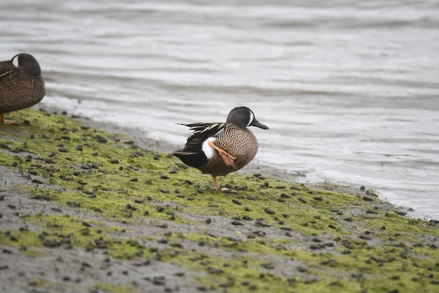 Blue-winged Teal - ML619509450