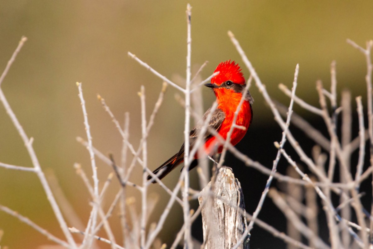 Vermilion Flycatcher - William Clark