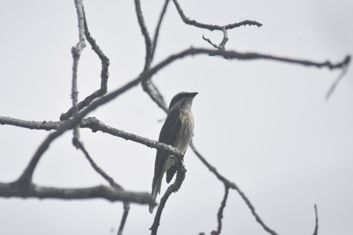 Piratic Flycatcher - Rodolfo Dodero