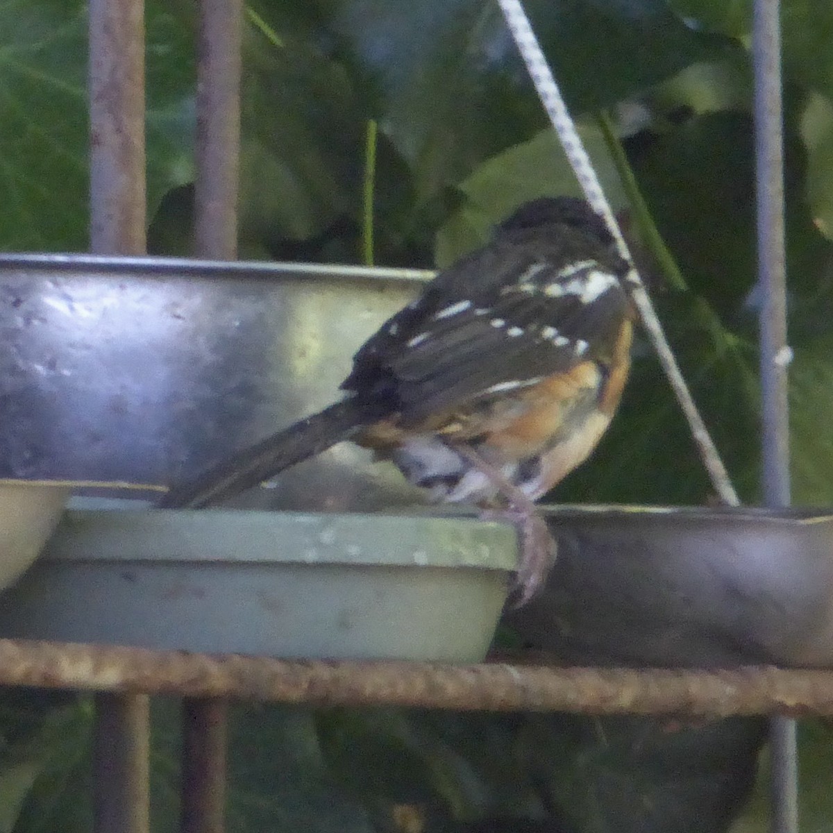 Spotted Towhee - Anonymous