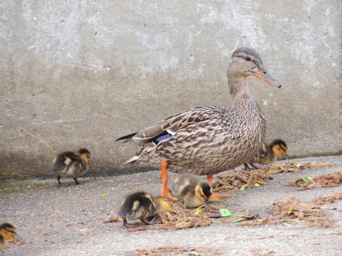 Mallard - Glenn Knoblock