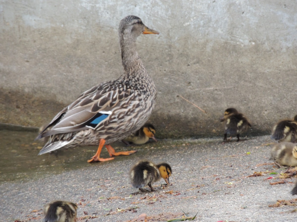 Mallard - Glenn Knoblock