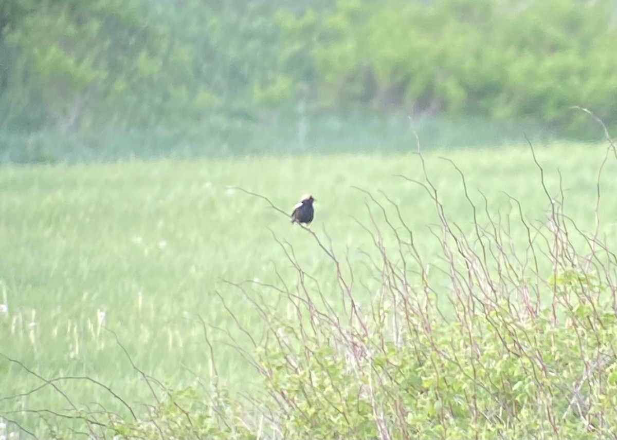 Bobolink - François-Xavier Grandmont