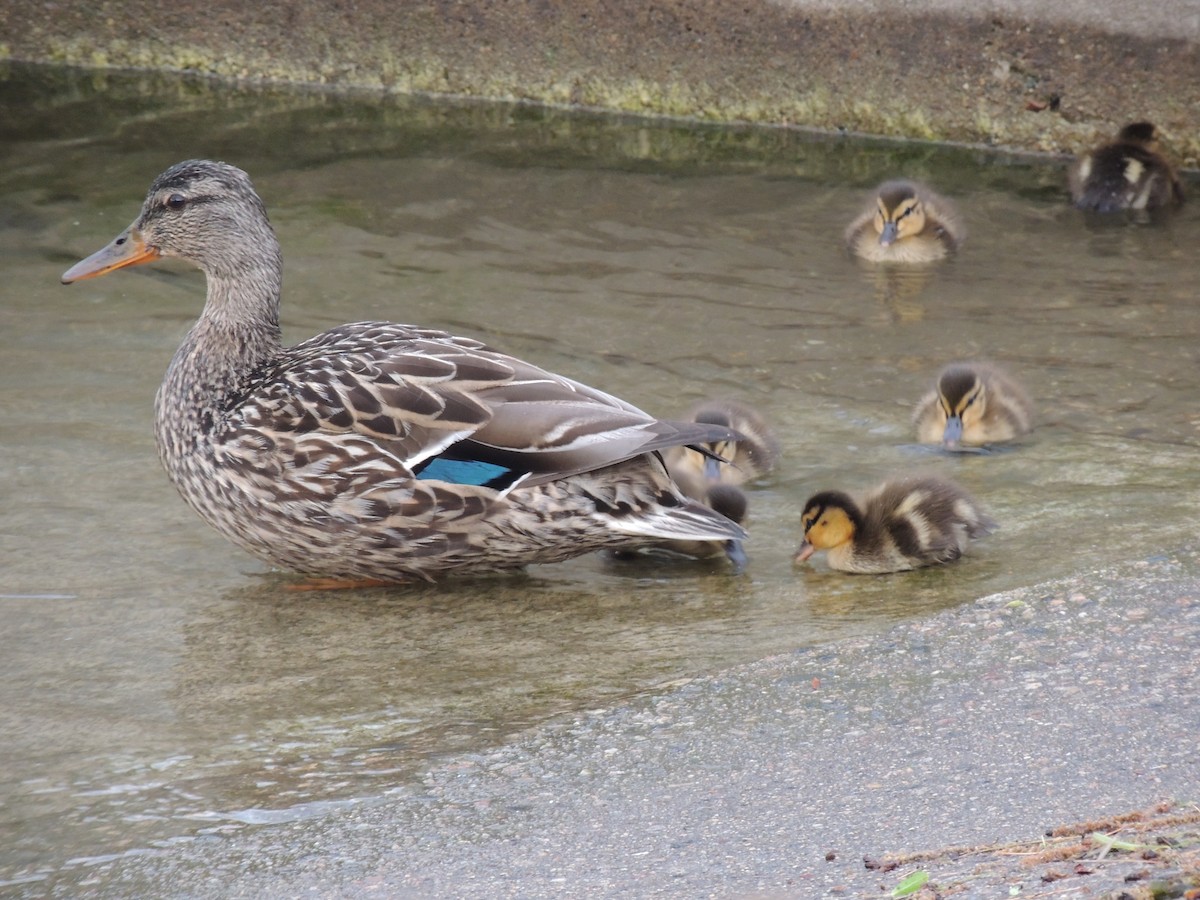 Mallard - Glenn Knoblock