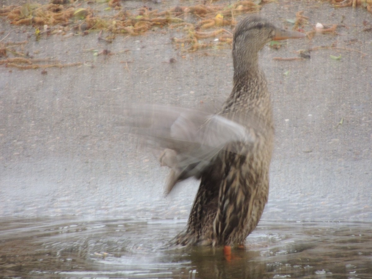 Mallard - Glenn Knoblock