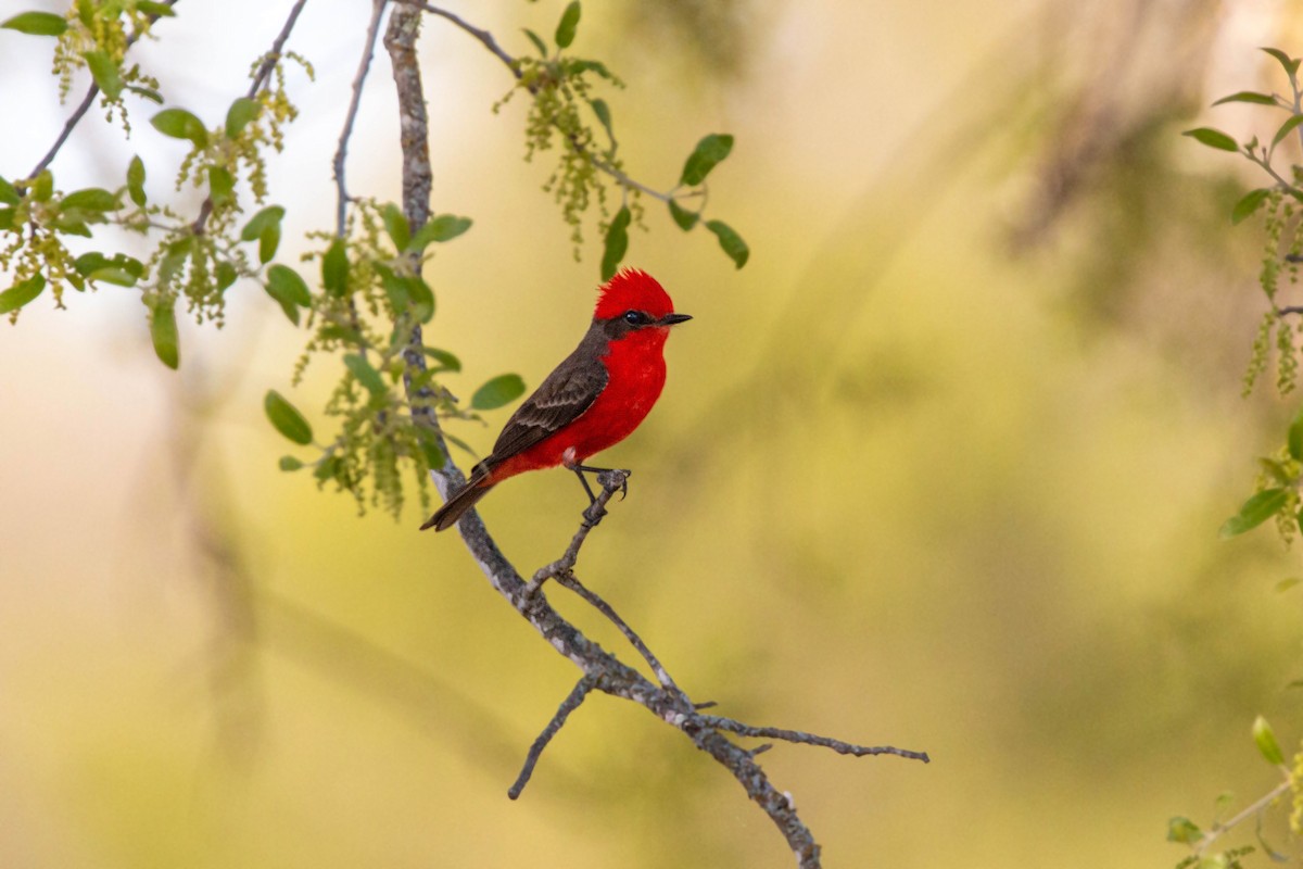 Vermilion Flycatcher - William Clark