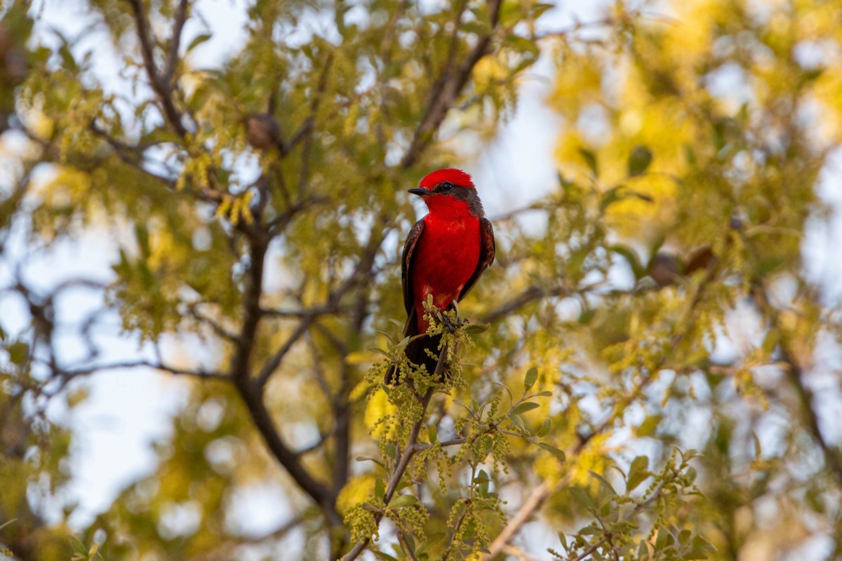 Vermilion Flycatcher - ML619509471