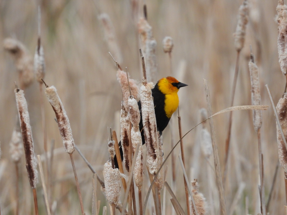 Yellow-headed Blackbird - Gerard Nachtegaele