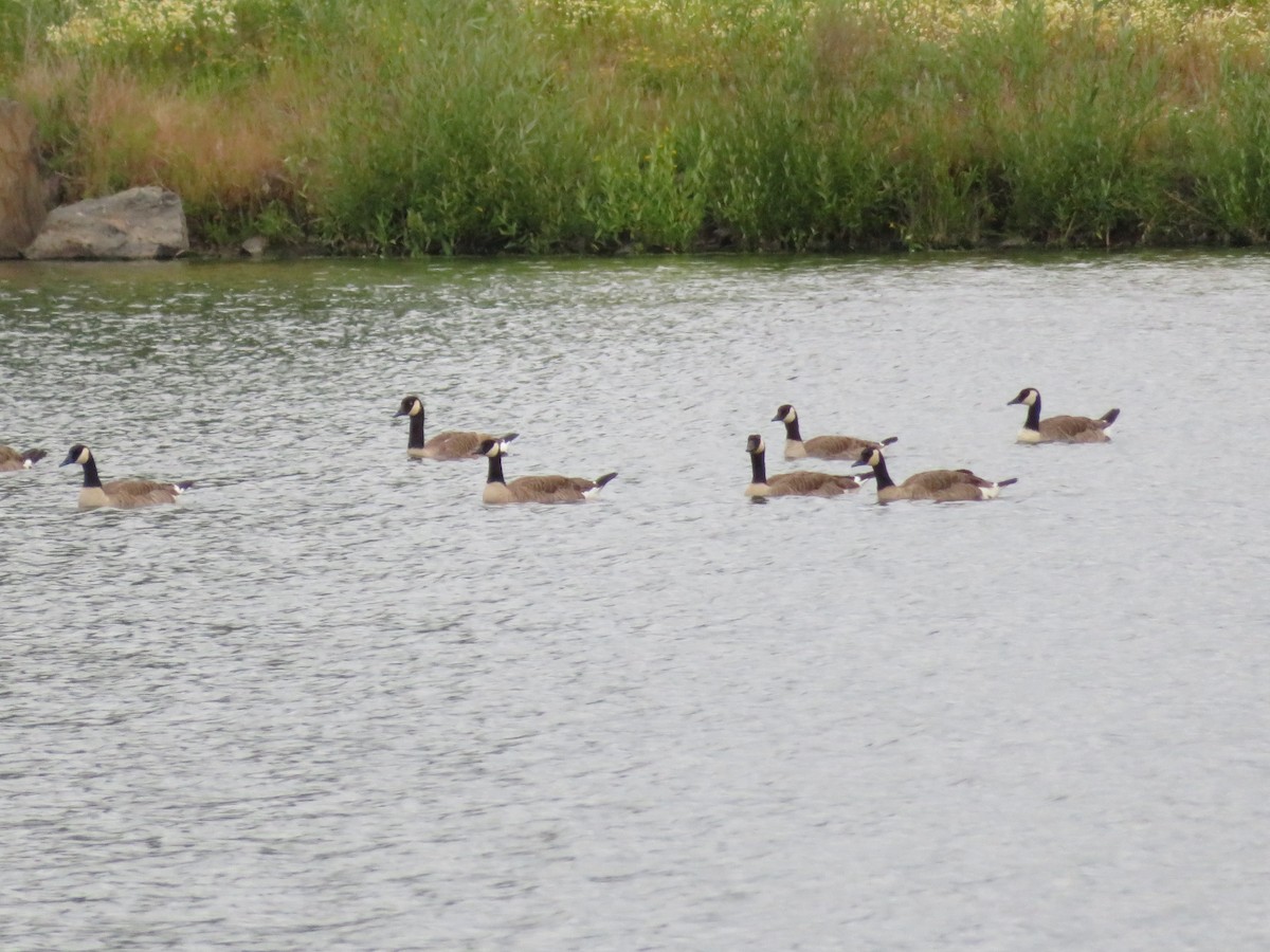 Canada Goose - Jeremie Caldwell