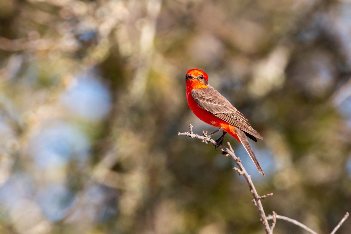 Vermilion Flycatcher - William Clark