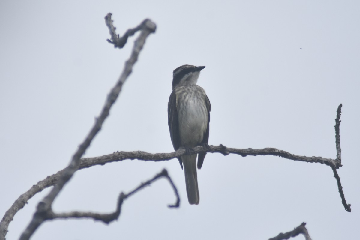 Piratic Flycatcher - Rodolfo Dodero