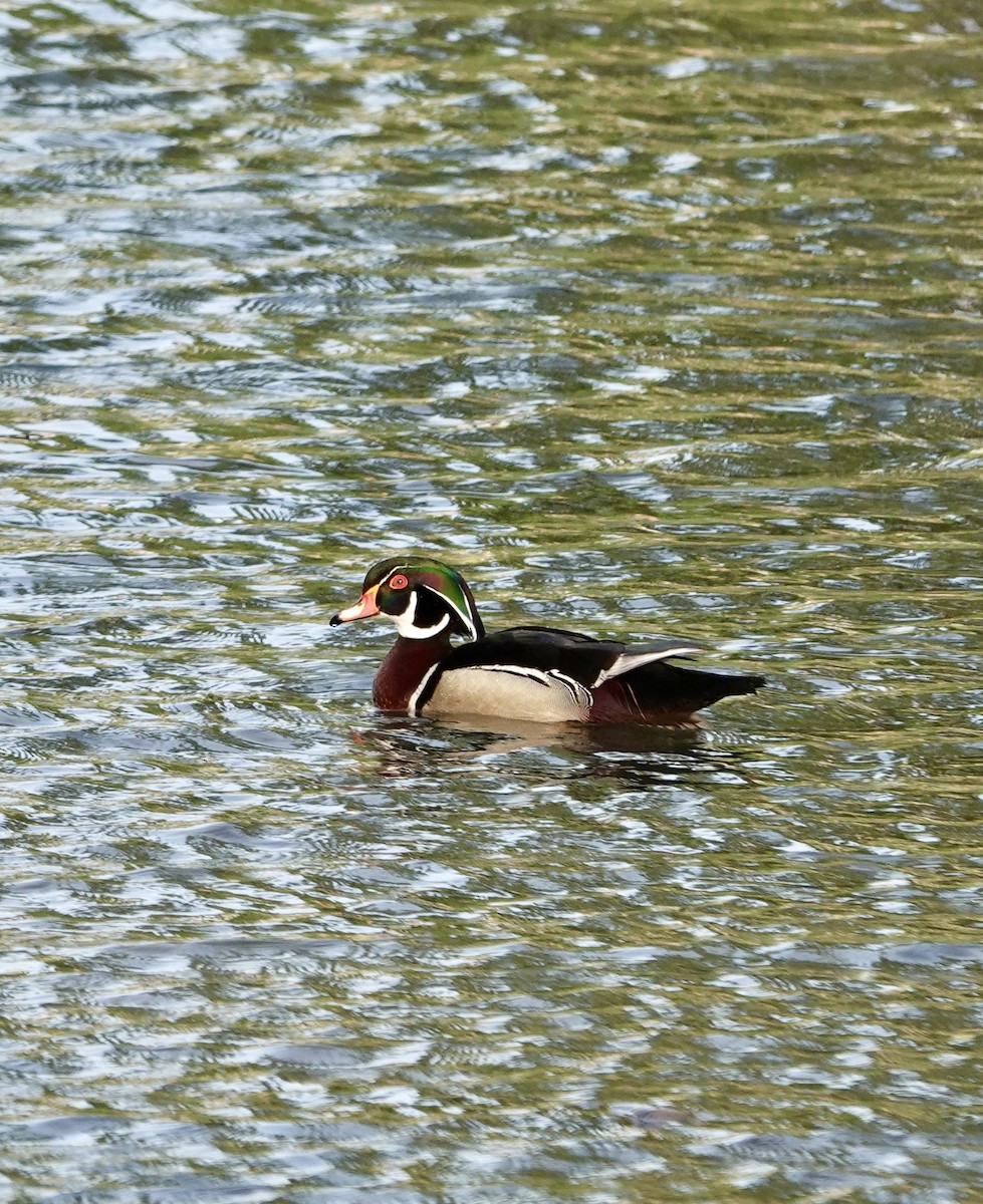 Wood Duck - ML619509486