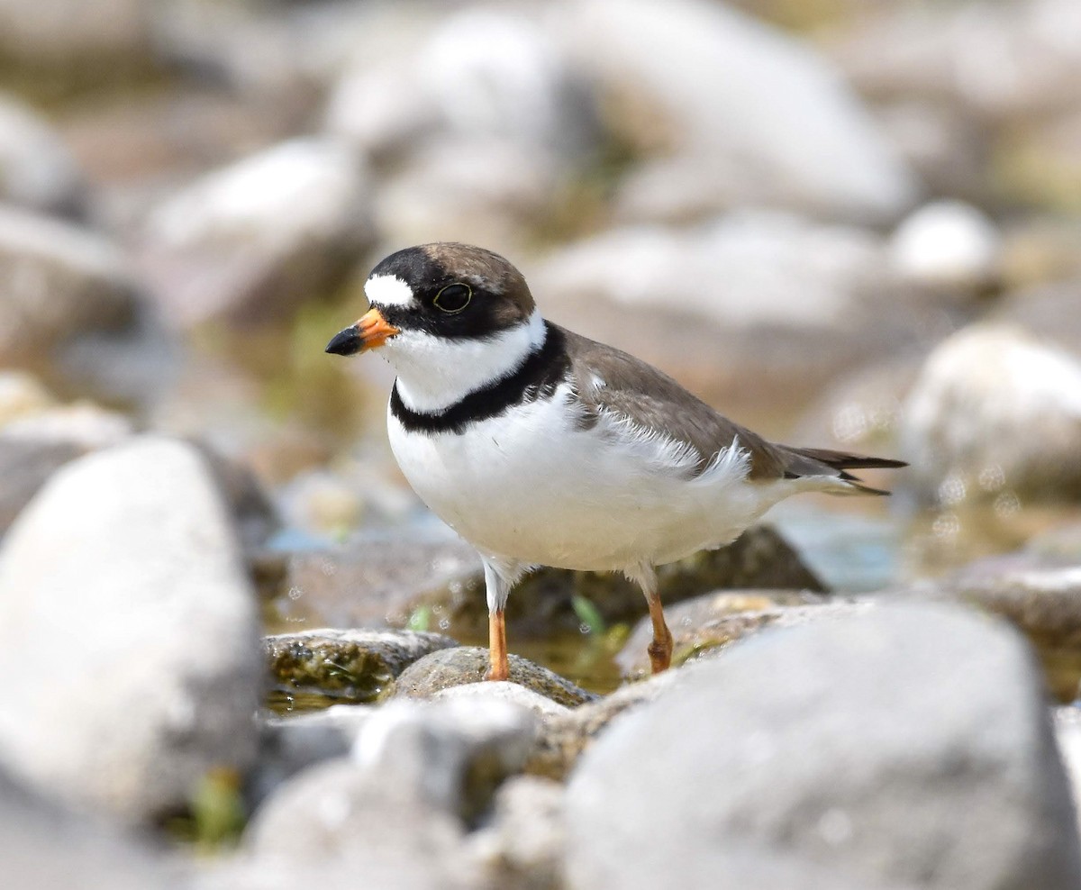 Semipalmated Plover - Lawrence Grennan